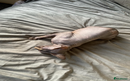 Sphynx cats for sale: Beautiful sphynx👑 - Image 5