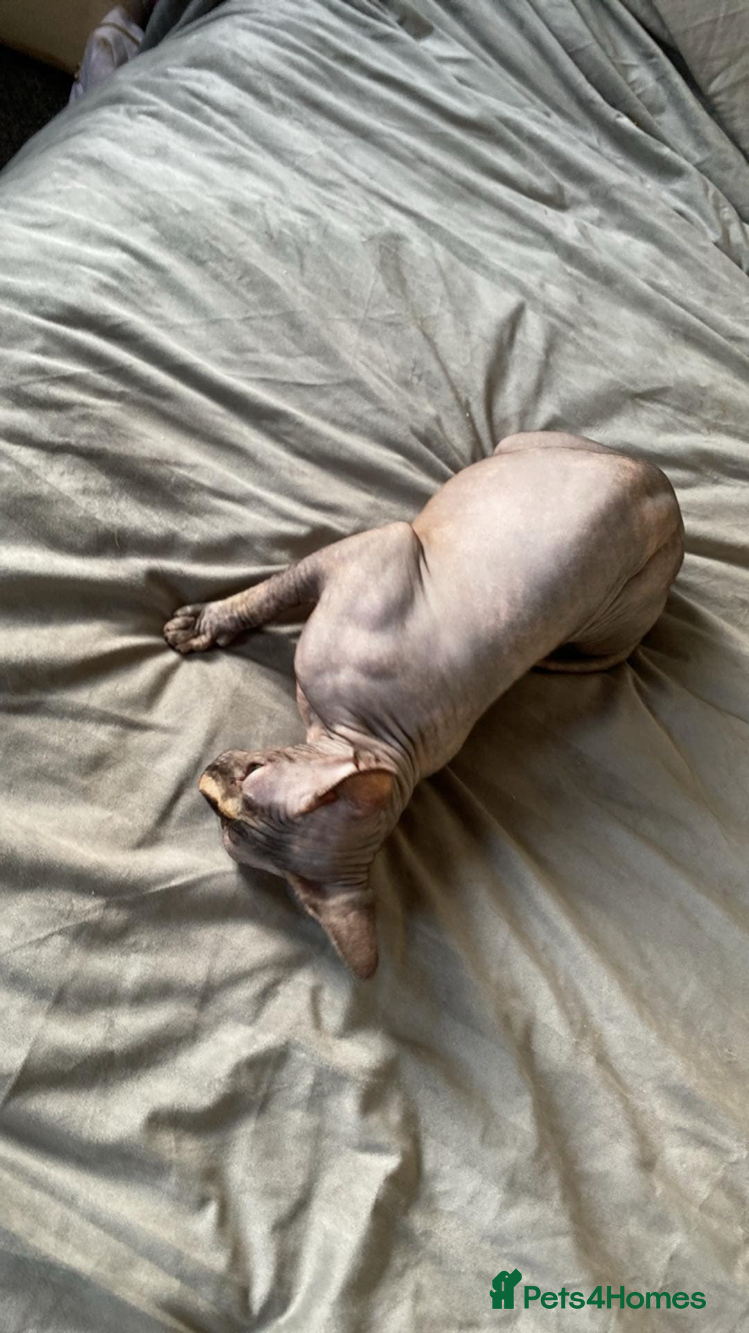 Sphynx cats for sale: Beautiful sphynx👑 - Image 5