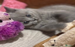 British Shorthair cats for sale: British short hairs  - Image 21