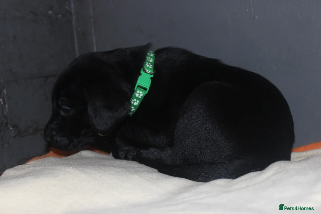 Labrador Retriever dogs for sale: Lovely, bold, beautiful puppies - Advert 12