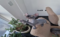 Sphynx cats for sale: Amazing kittens  - Image 7