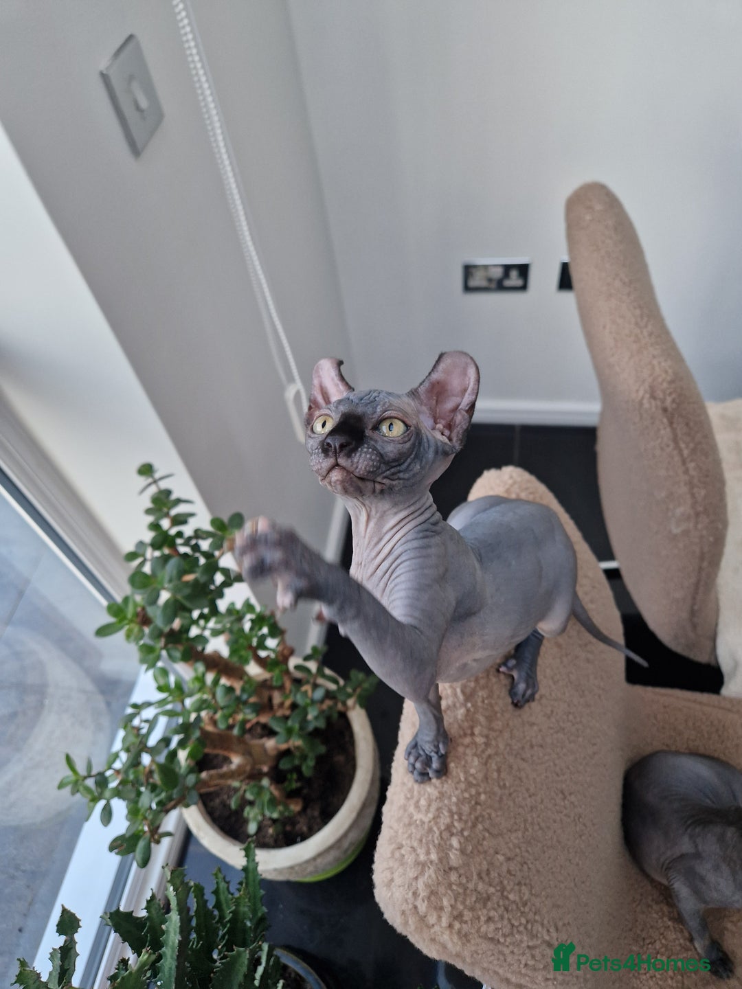 Sphynx cats for sale: Amazing kittens  - Image 7