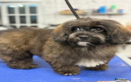 Shihpoo dogs for sale: 🩷 Beautiful Shihpoo Girl available 🩷 - Image 2