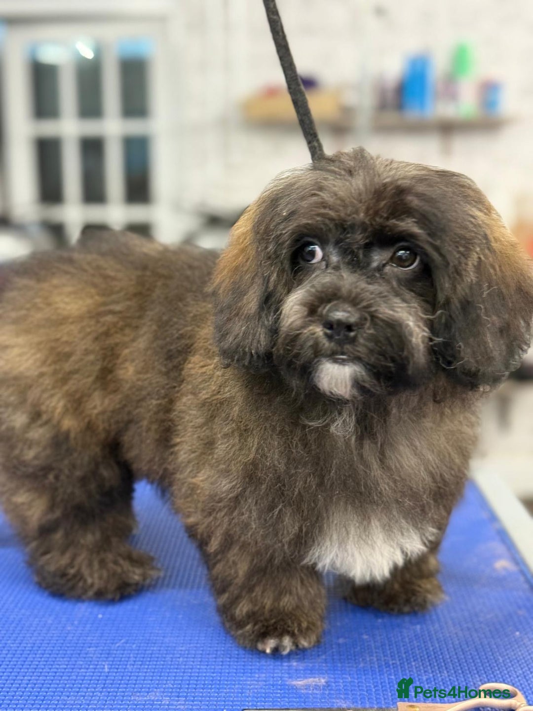 Shihpoo dogs for sale: 🩷 Beautiful Shihpoo Girl available 🩷 - Image 2