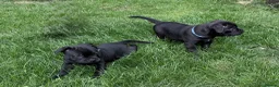 Staffordshire Bull Terrier dogs for sale: last boy True To size Bullscaff bloodline  - Advert 5