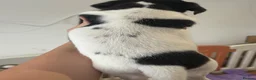 Jack Russell dogs for sale: Miniature Jack Russell puppies - blue carriers - Advert 14