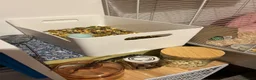 Hamster rodents for sale: Male Russian dwarf  - Advert 3