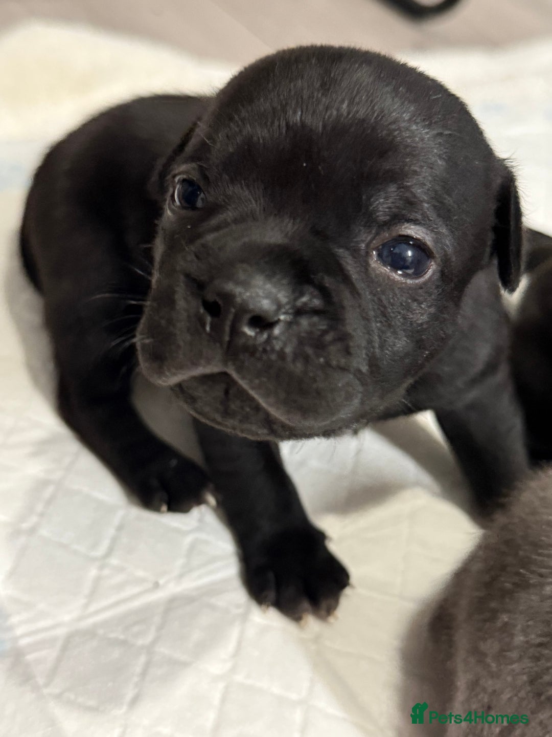 Staffordshire Bull Terrier dogs for sale: Staffordshire bull terrier puppies kc papered - Advert 16