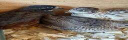 Quail poultry for sale: Chinese painted Quail hatching eggs - Advert 3