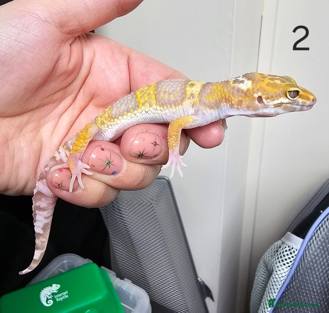 Leopard Gecko reptiles for sale: Baby leopard geckos - Advert 4