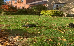 Labrador Retriever dogs for sale: 4x Black Dog Labrador Puppies - Image 8