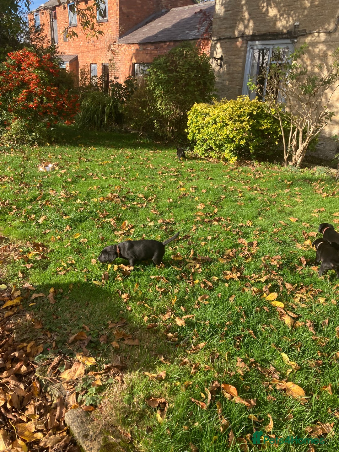 Labrador Retriever dogs for sale: 4x Black Dog Labrador Puppies - Image 8