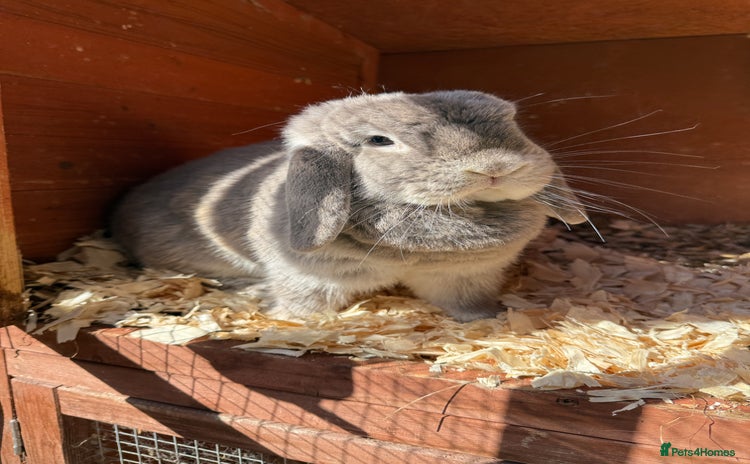 Mini Lop rabbits - Advert 8