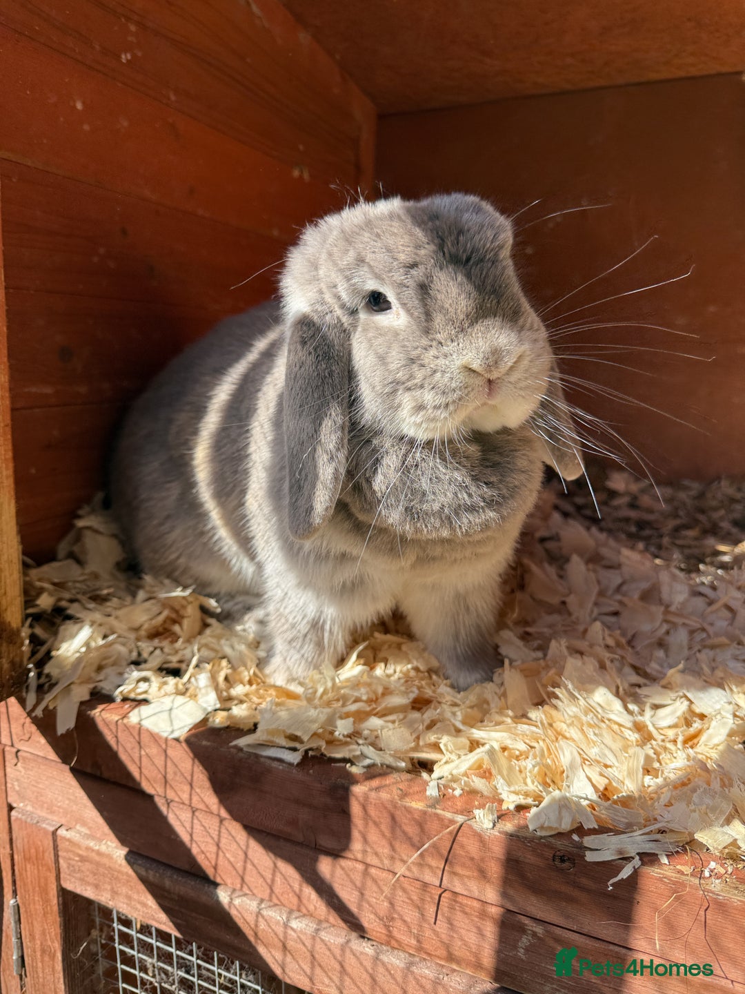 Mini Lop rabbits for sale: Beautiful mini lop doe - Image 1