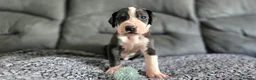 Great Dane dogs for sale: Championship Great Dane Pups  - Advert 16