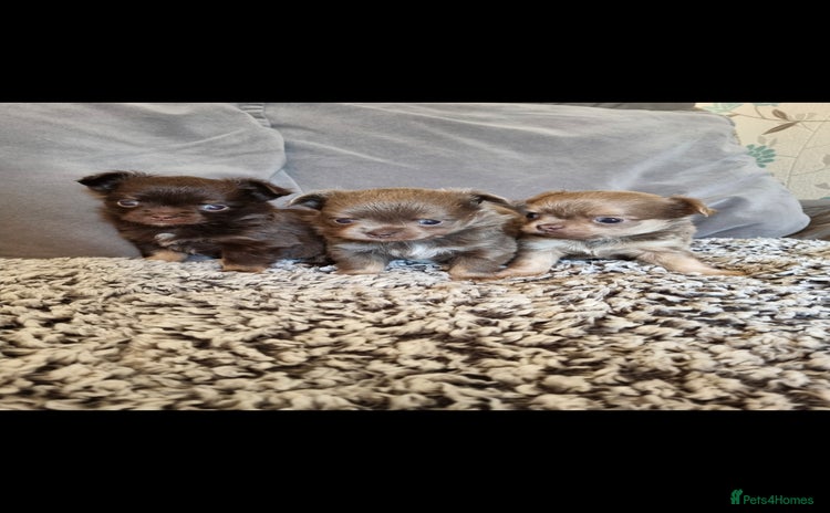 Chihuahua dogs - Advert 7