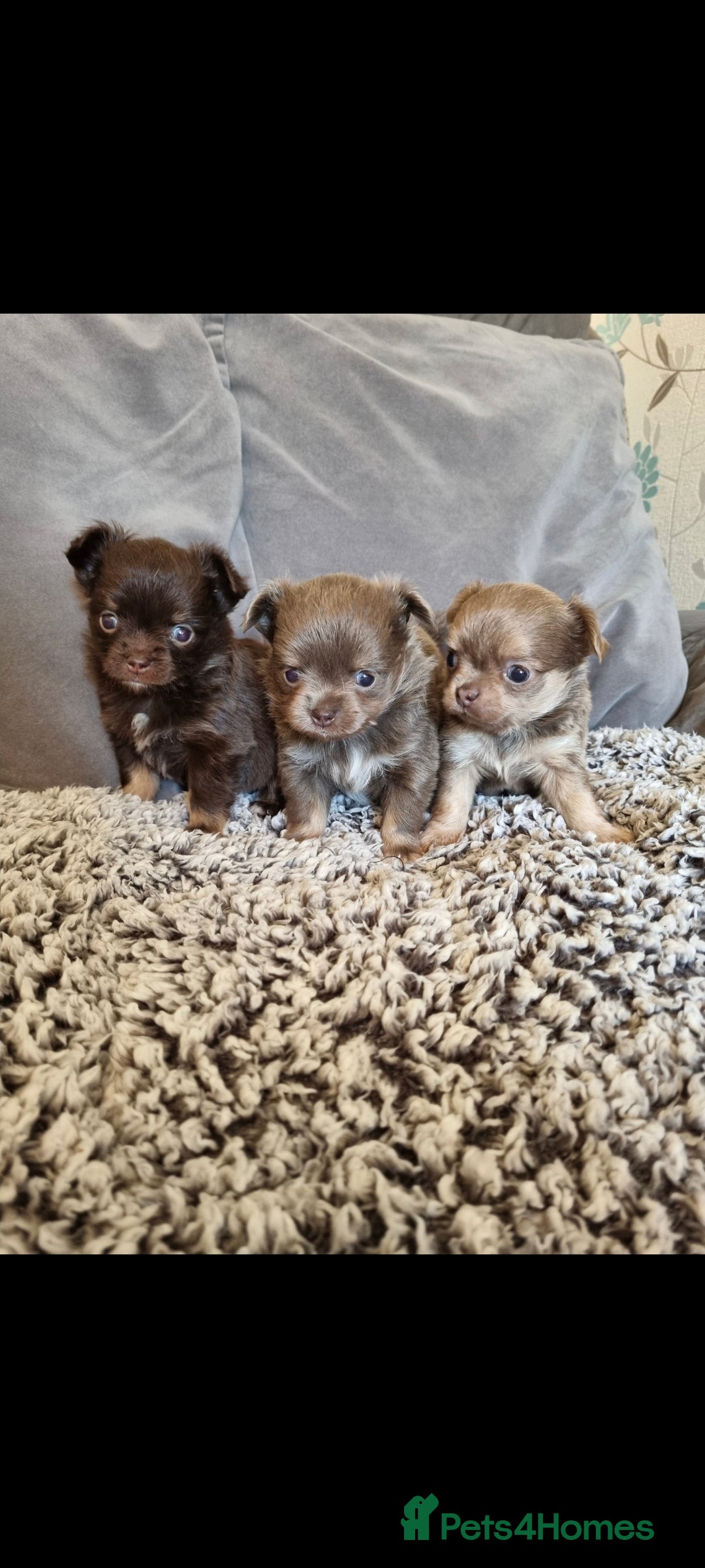 Chihuahua dogs for sale: Longhaired Chihuahua puppies  - Image 1