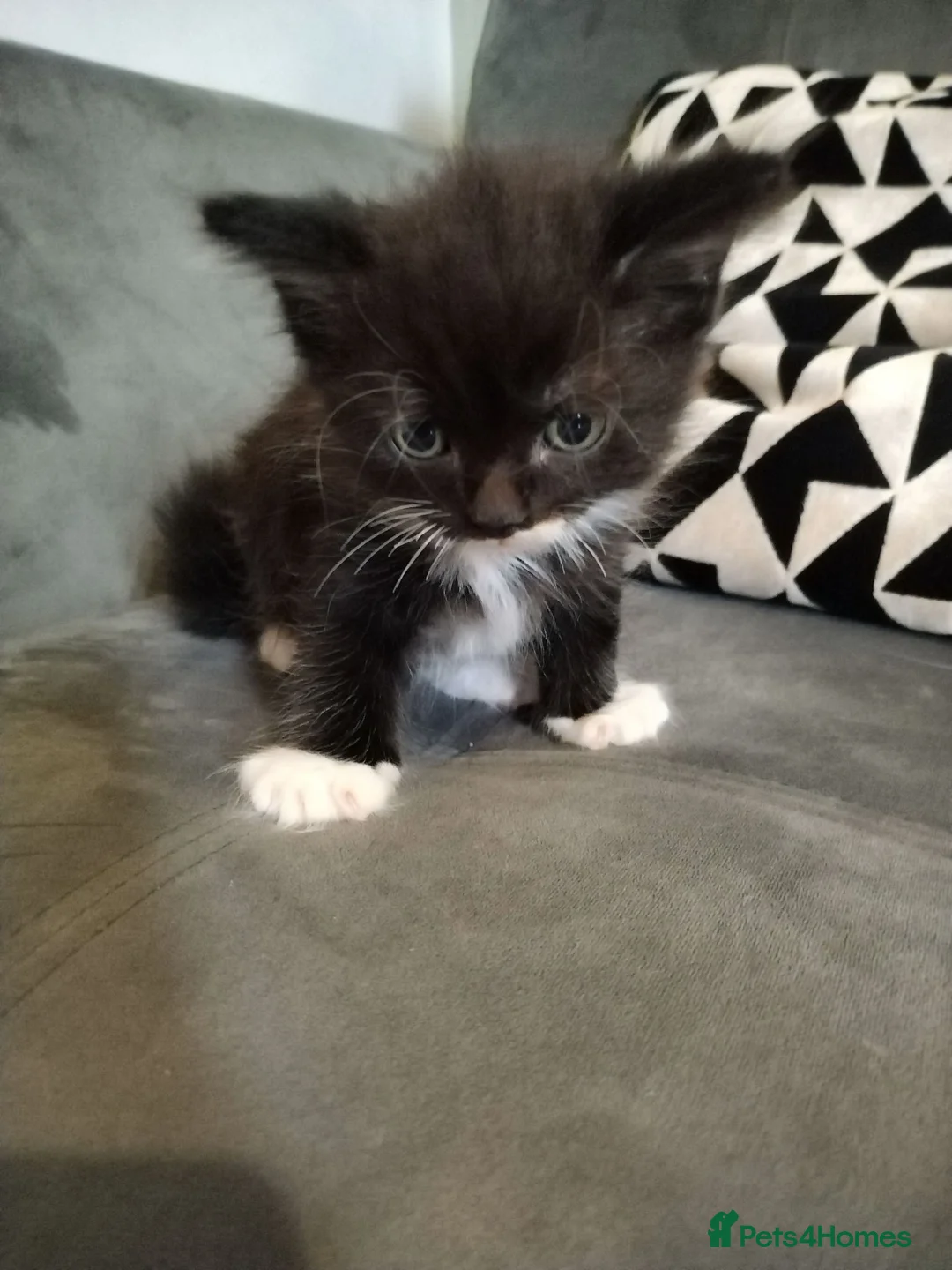 Mixed Breed cats for sale: 4 beautiful kittens ready for their forever home - Advert 9