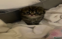 Scottish Fold cats for sale: 2 beautiful Scottish fold kittens  - Image 9