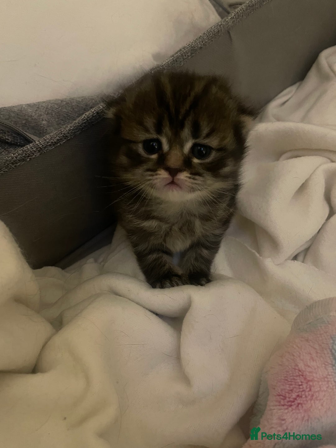 Scottish Fold cats for sale: 2 beautiful Scottish fold kittens  - Image 9