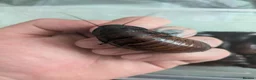 Cockroaches invertebrates for sale: Madagscan hissing cockroaches  in Newcastle - Advert 1