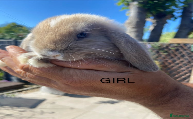 Mini Lop rabbits - Advert 8