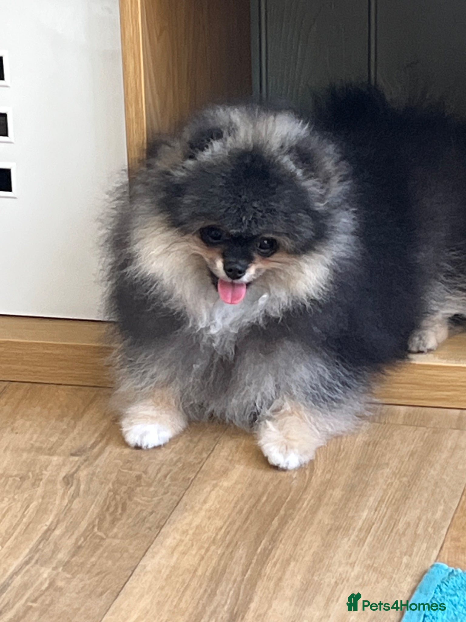Pomeranian dogs Superb quality Pomeranian boy is left!! - Advert 6