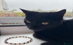 Domestic Shorthair cats for sale: Cat for rehoming  - Image 2