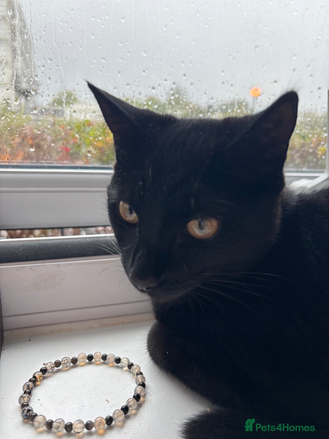 Domestic Shorthair cats for sale: Cat for rehoming  - Image 2