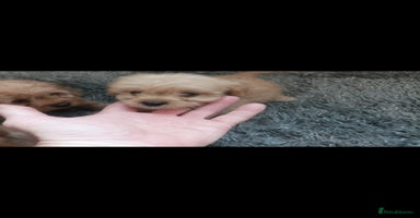 Cavapoo dogs - Advert 4