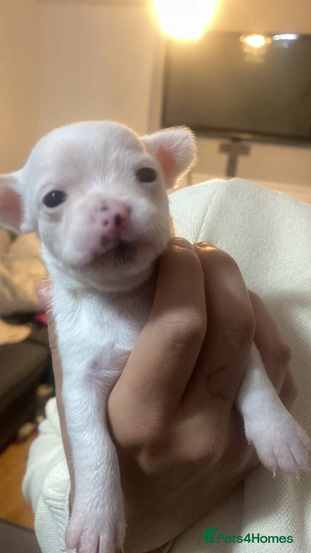 Jack Chi dogs for sale: 3/4 chihuahua 1/4 jack Russell  - Advert 2