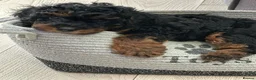 Toy Poodle dogs for sale: Beautiful Toy Poodle Puppies looking for new home  - Advert 1