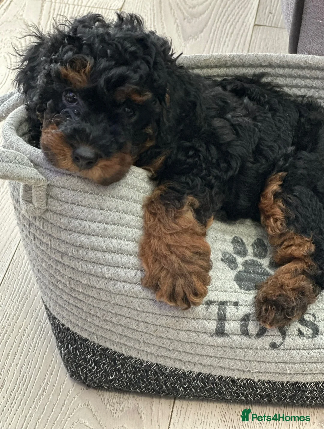 Toy Poodle dogs for sale: Beautiful Toy Poodle Puppies looking for new home  - Advert 1