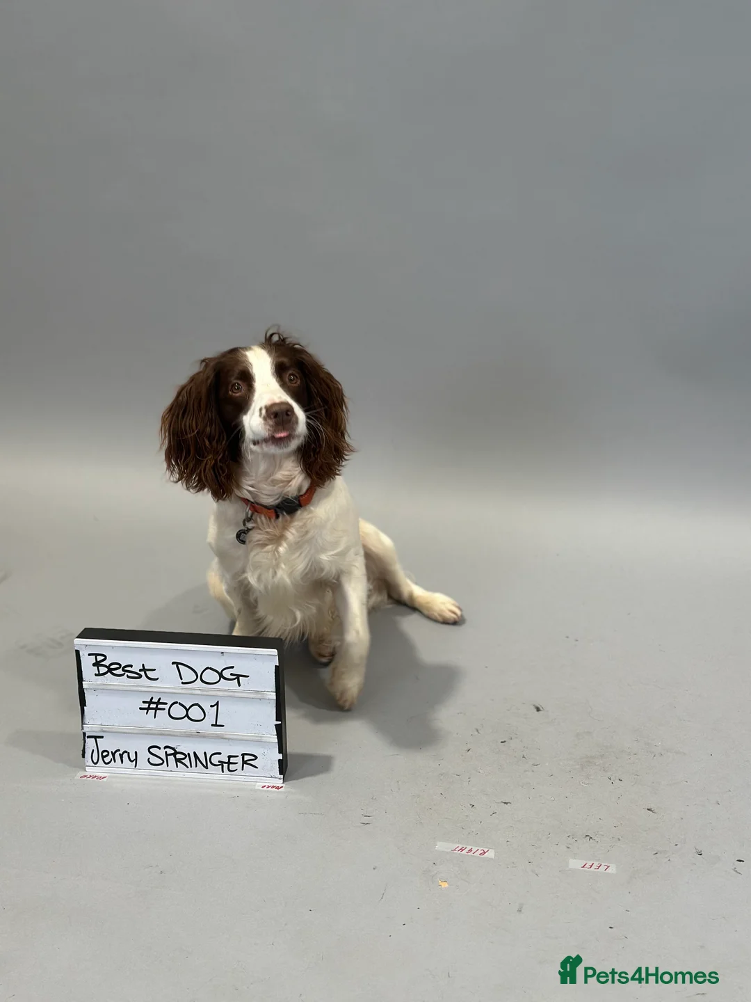 English Springer Spaniel dogs for stud: Jerry - KC Registered English Springer Spaniel  - Advert 19