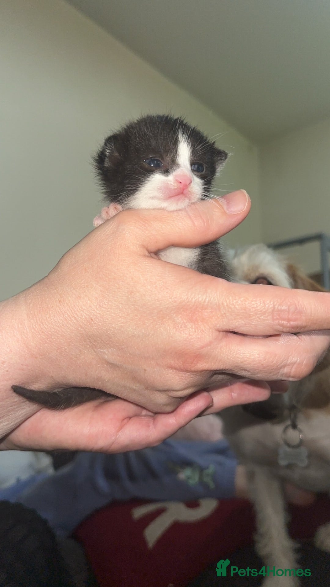 Mixed Breed cats for sale: Female kitten - Image 2
