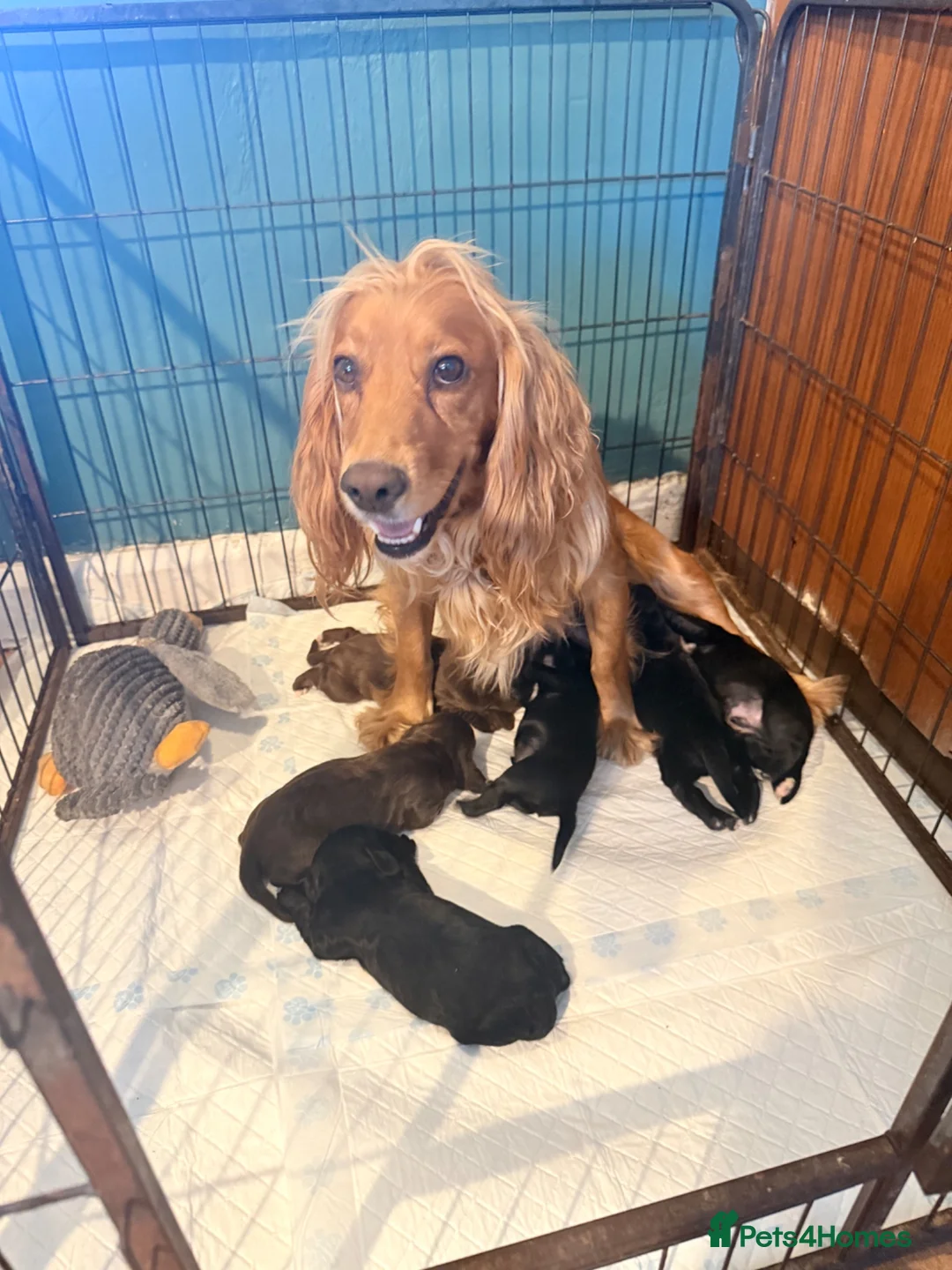Cocker Spaniel dogs for sale: 6 beautiful little boys for sale  - Advert 1