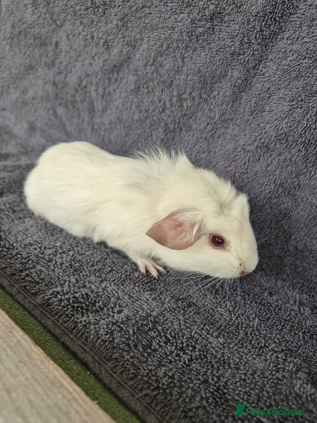 Guinea Pig rodents for sale: Guinea Piggies looking for new homes - Image 3