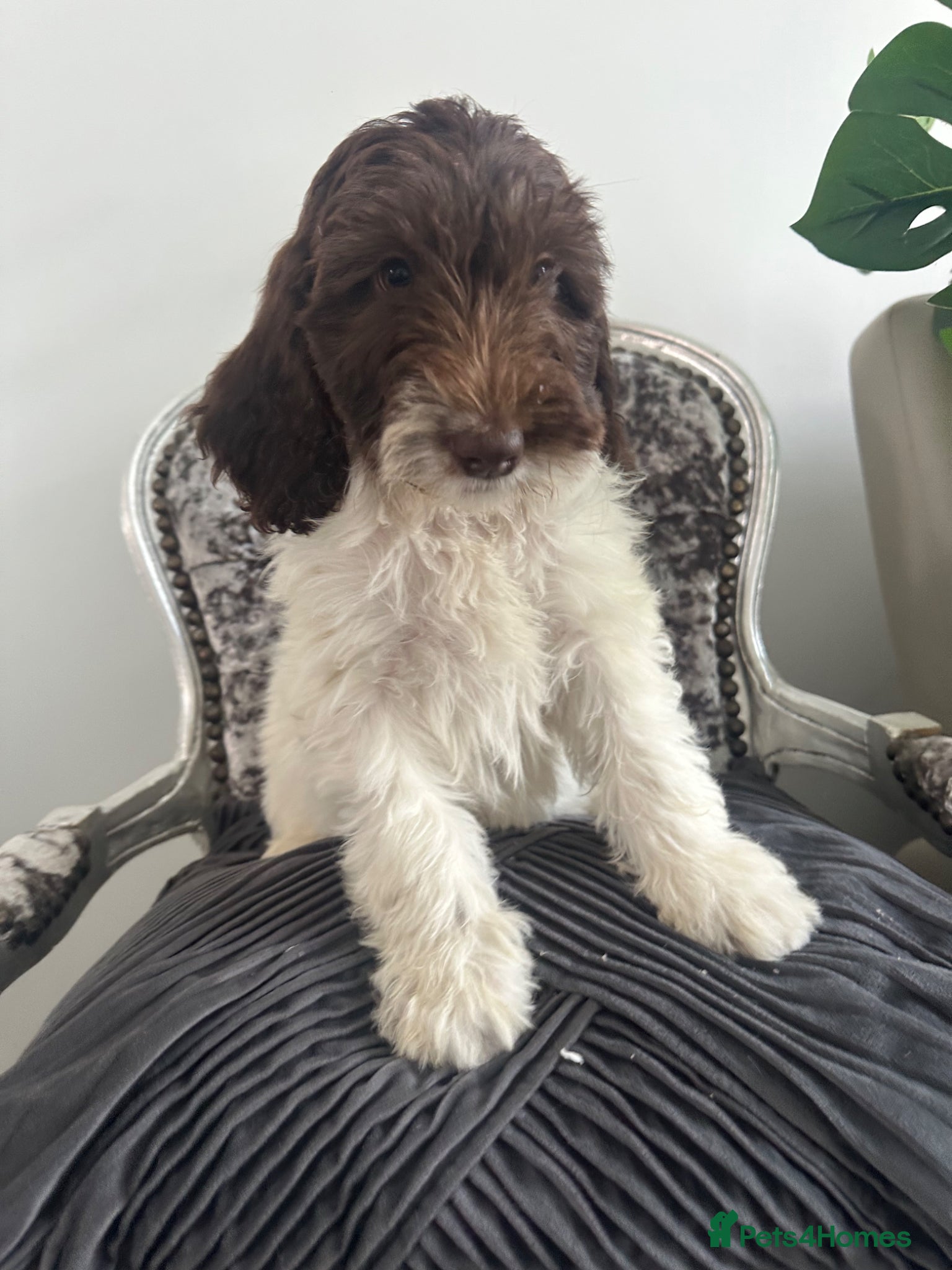 Labradoodle dogs Labradoodles puppies  ready now  - Advert 11