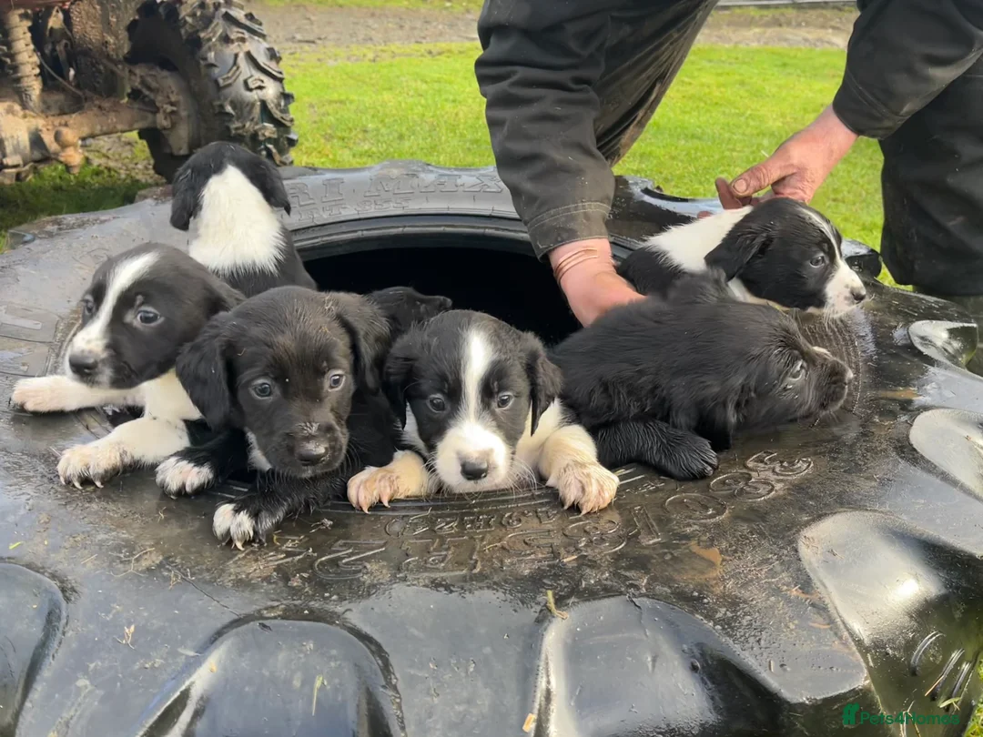 Sprollie dogs for sale: Sprollie puppies  - Advert 17