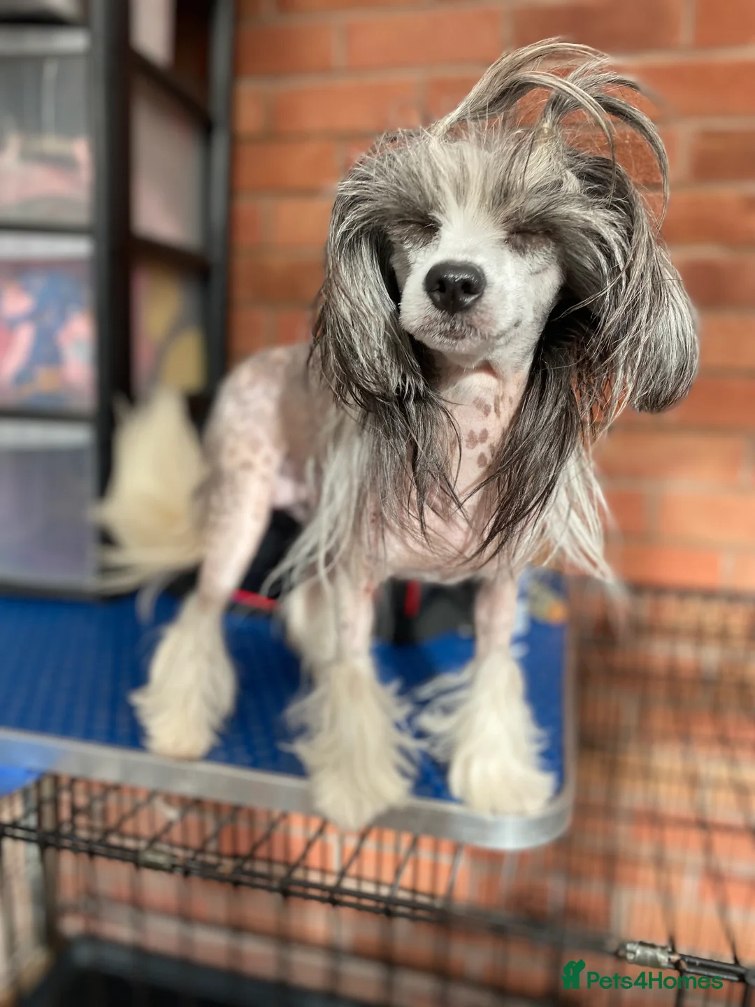 Chinese Crested dogs for sale: 💖Hairless Chinese crested 💖 - Advert 6