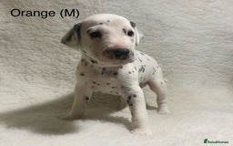 Dalmatian dogs for sale: Stunning KC dalmation puppies for sale! - Image 7