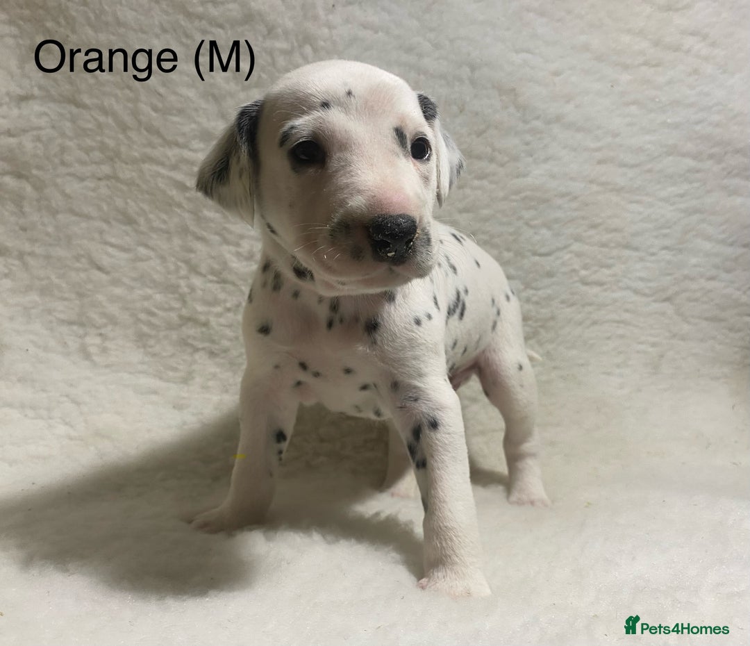 Dalmatian dogs for sale: Stunning KC dalmation puppies for sale! - Image 7