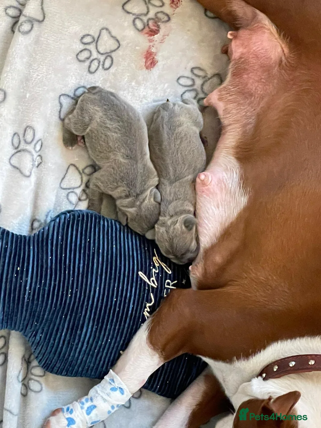 French Bulldog dogs for stud: 🇫🇷 French Bulldog For Stud  🇫🇷 in Croydon - Advert 7