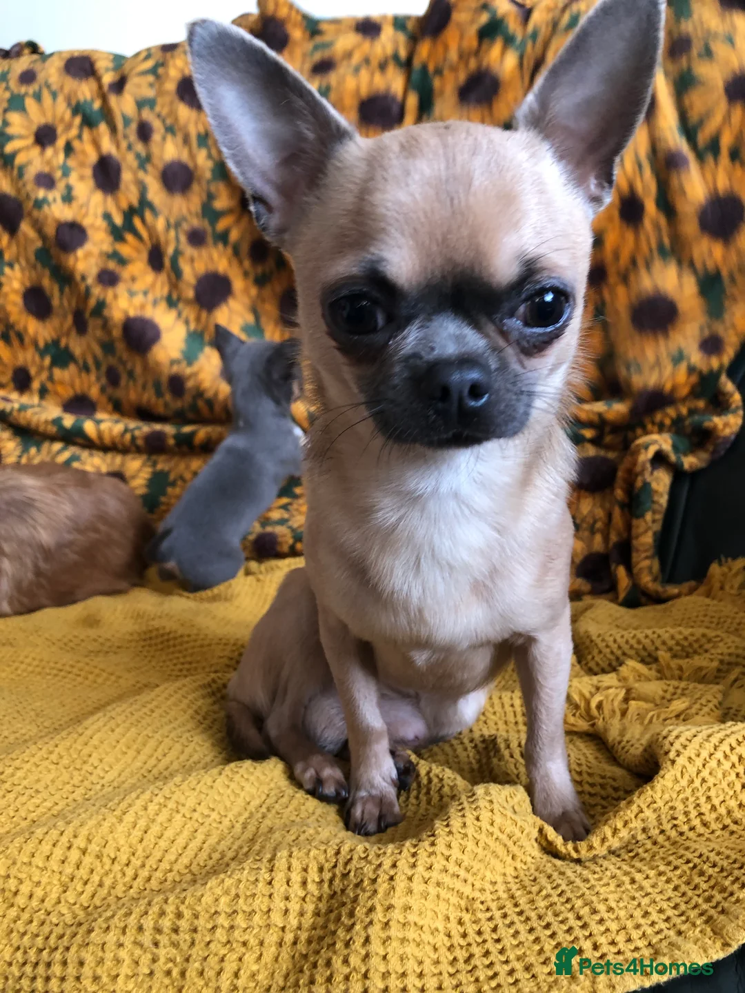 Chihuahua dogs for sale: Long haired and short haired chihuahua puppies - Advert 17