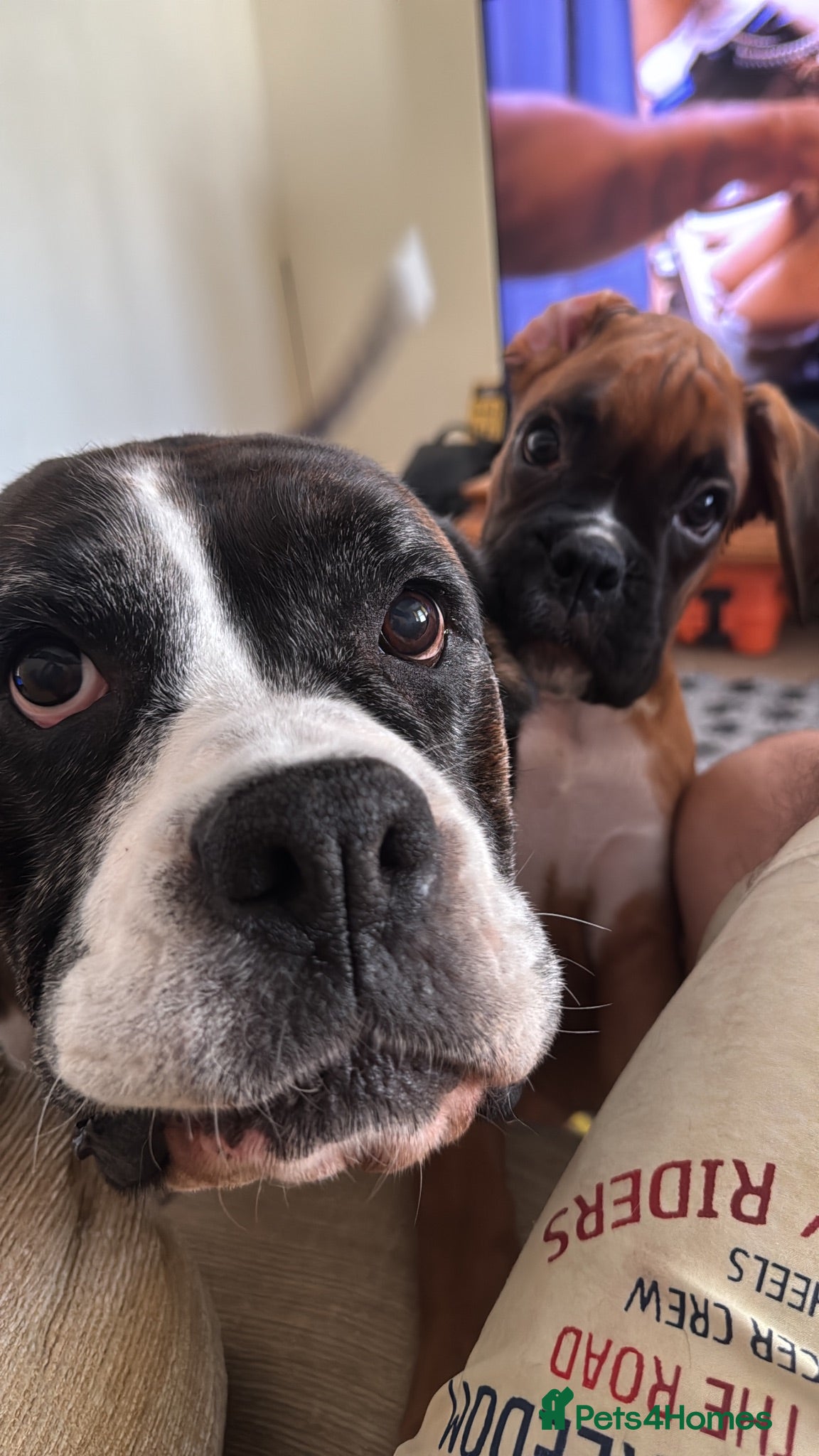 Boxer dogs charthaihen boxers - Advert 6