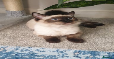 Ragdoll cats - Advert 3