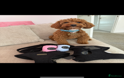 Maltipoo dogs for stud: Toy Red Maltipoo For Stud - Image 8