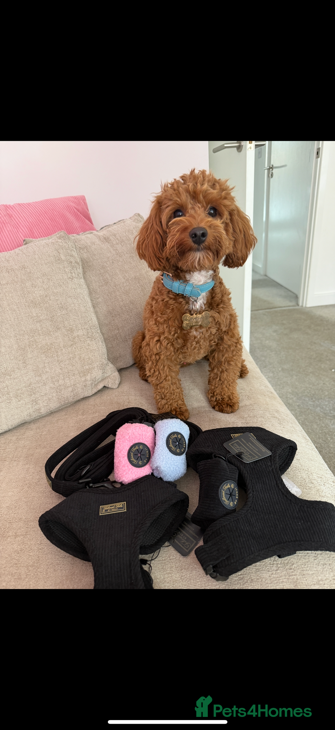 Maltipoo dogs for stud: Toy Red Maltipoo For Stud - Image 8