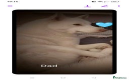 Siberian Husky dogs for sale: Siberian Husky puppies  - Image 14