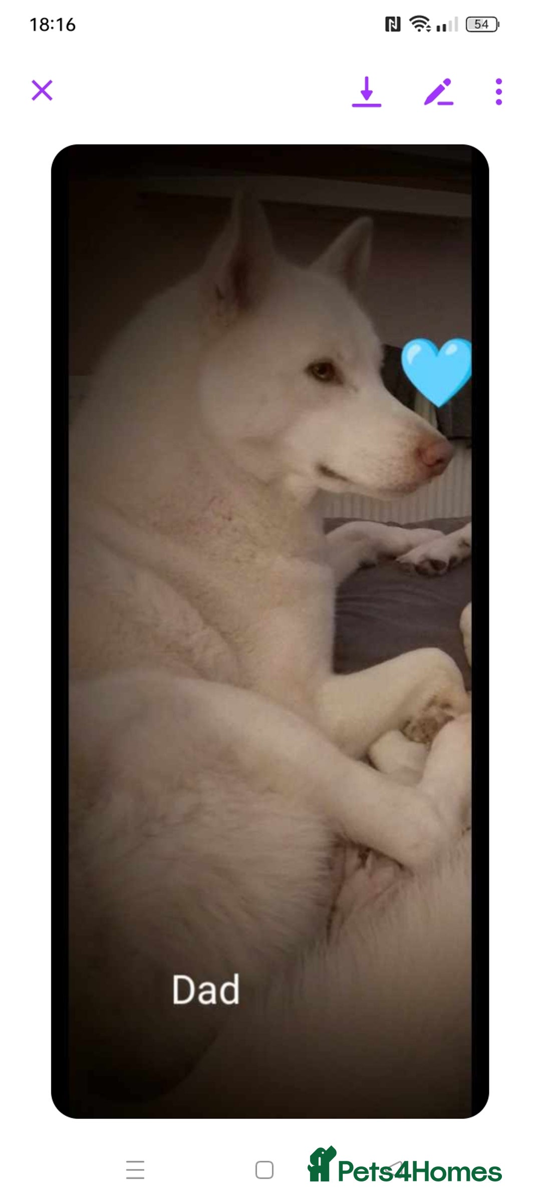 Siberian Husky dogs for sale: Siberian Husky puppies  - Image 14